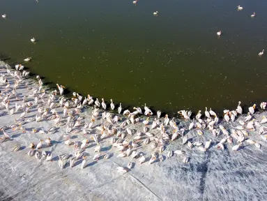 Pelikan jenis Great White digambarkan di waduk di Mishmar HaSharon, kota Tel Aviv, Israel bagian utara pada 19 November 2020. Ribuan pelikan bermigrasi melewati Israel dalam perjalanan mereka ke Afrika kemudian kembali ke Eropa pada musim panas. (Photo by JACK GUEZ / AFP)