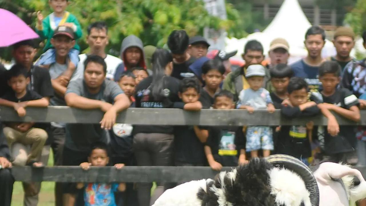 FOTO: Melihat Keseruan Seni Ketangkasan Domba Garut Seharga Ratusan Juta di Cibinong