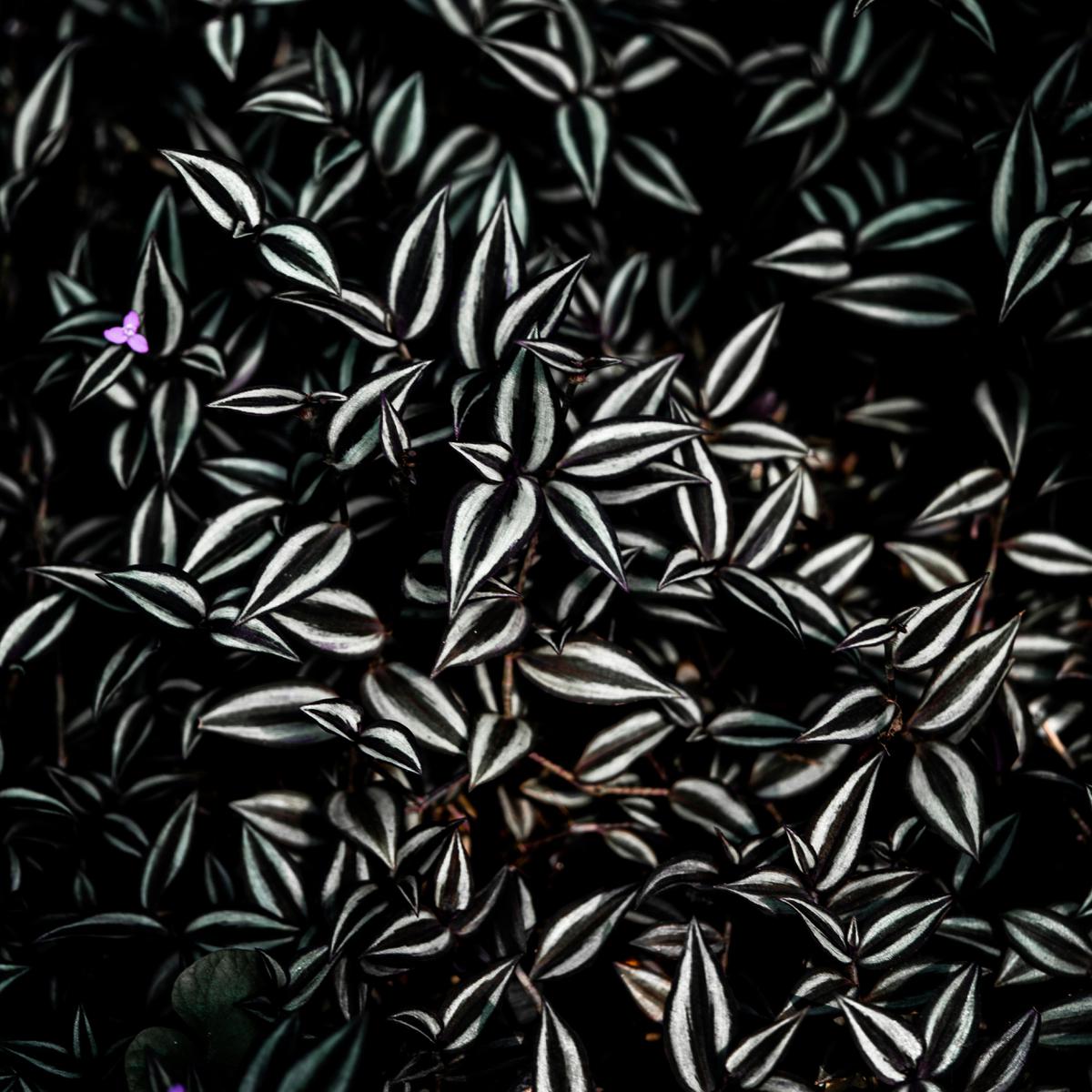 Ilustrasi Zebrina Pendula