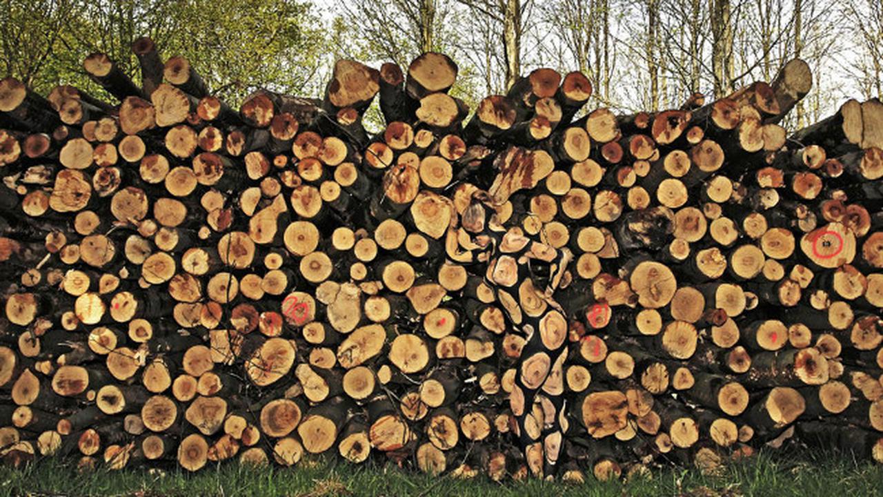 Seniman Lukis Tubuh Ciptakan Manusia Bunglon