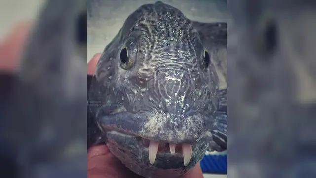 Ikan Serigala