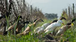 Kawanan bebek dikerahkan untuk membasmi siput dan hama kebun anggur di Vergenoegd, Afrika Selatan (10/6). Sekitar 1.000 ekor bebek digunakan untuk membasmi hama. (AFP PHOTO/Rodger Bosch)