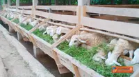 Pekurban Atas Nama 'Hamba Allah' Masih Mendominasi