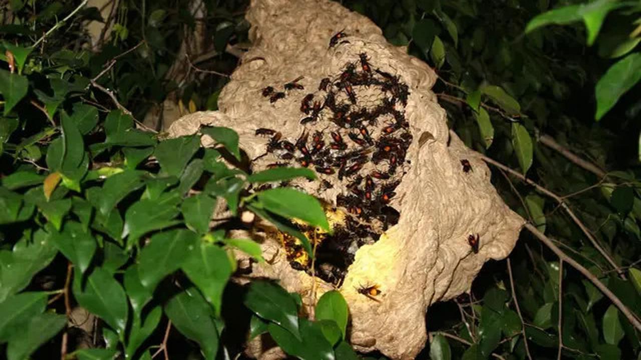 Beruntung, Pria Ini Selamat dari Maut Meski Disengat Tawon 240 Kali
