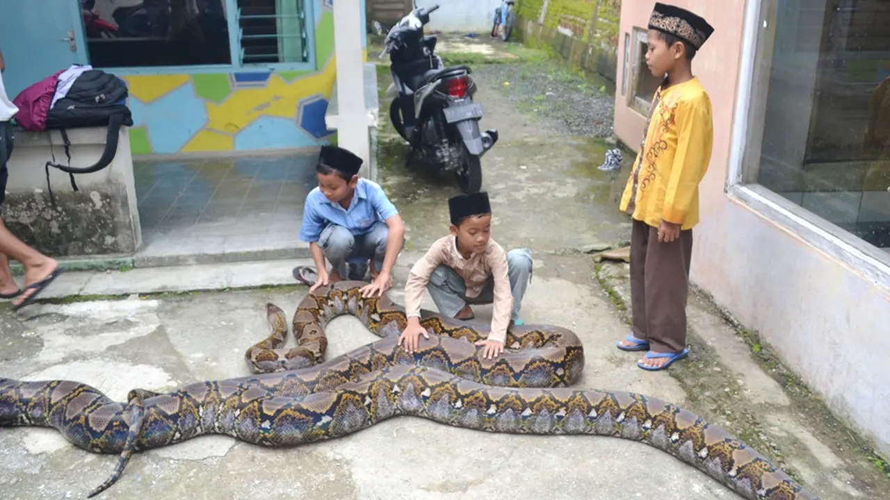 Anak-anak di Pejagoan, Kebumen akrab dengan ular-ular piton berukuran raksasa. (Liputan6.com/Muhamad Ridlo)