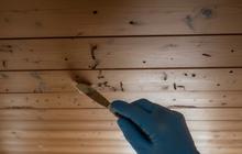 7 Kayu Paling Tahan Rayap untuk Hunian Kecil, Awet hingga Puluhan Tahun