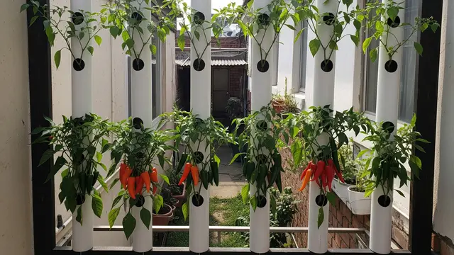 Desain Kebun Cabai Pakai Pipa Paralon Vertikal Anti Ribet (AI)