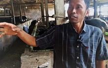 Inovasi Peternak Magetan: Ubah Kotoran Sapi Jadi Biogas untuk Energi dan Pupuk Organik