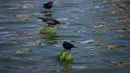 Burung-burung duduk di bebatuan di Clear Lake yang tertutup ganggang biru-hijau di Redbud Park, California (26/9/2021). Pejabat setempat mengatakan telah menemukan sianotoksin berbahaya tingkat tinggi dari ganggang di danau tersebut. (Justin Sullivan/Getty Images/AFP)