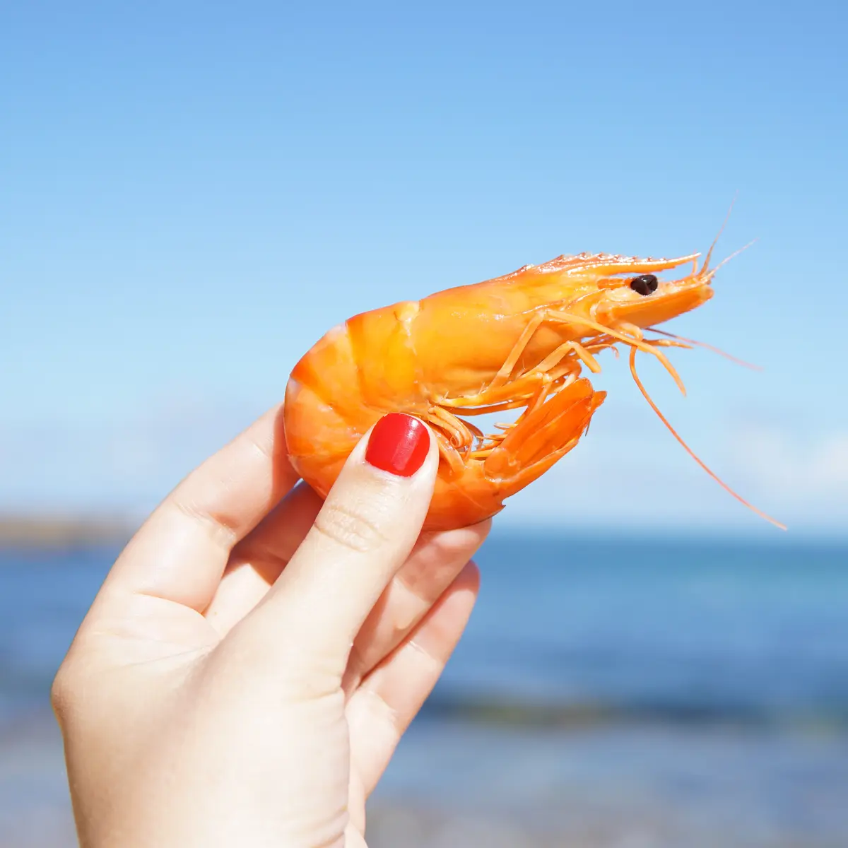 7 Arti Mimpi Menangkap Udang Yang Berhubungan Dengan Ketenangan - Lifestyle  Fimela.com