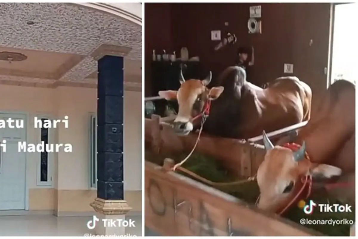 Video Kandang Sapi di Madura Gunakan Rumah Mewah Ini Jadi Sorotan