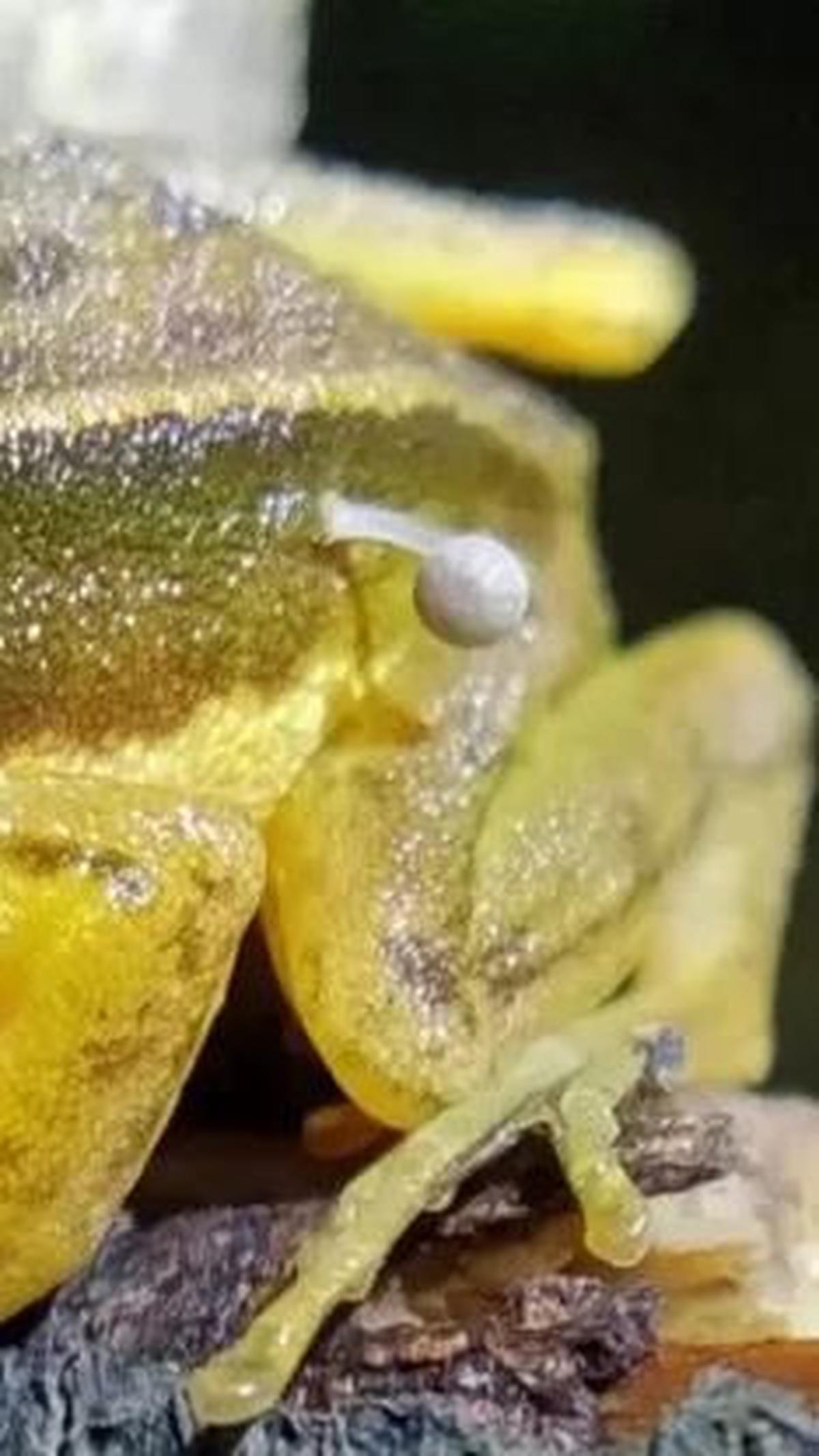Kondisi Katak yang Ditumbuhi Jamur