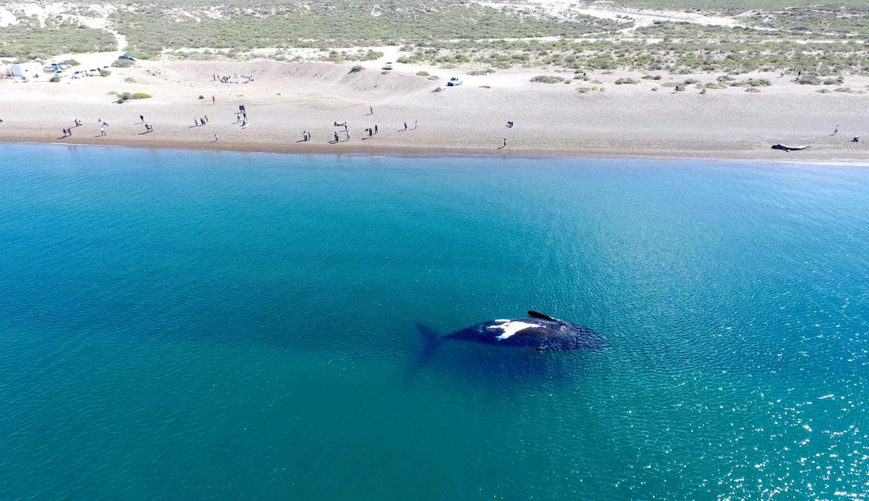 Seekor Paus kanan selatan terlihat di permukaan Pantai El Doradillo, Patagonia, Argentina (26/9). Sejumlah paus tersebut bermigrasi setiap tahun dari Antartika ke Patagonia Argentina untuk melahirkan dan memberi makan keturunannya. (AP Photo/Maxi Jonas)