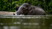 Mahout memandikan gajah Sumatera jantan pada Hari Gajah Sedunia di Conservation Response Unit, Sampoiniet, Kabupaten Aceh Jaya, Provinsi Aceh, Rabu (12/8/2020). Hari Gajah Sedunia diperingati setiap tanggal 12 Agustus. (CHAIDEER MAHYUDDIN/AFP)