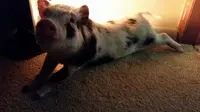 Babi lucu yang berjalan-jalan disekitar halaman rumah membuat video terlihat menggemaskan. 