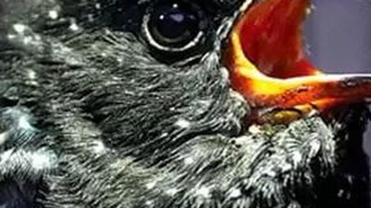 <b>Karakteristik Burung Kedasih</b>