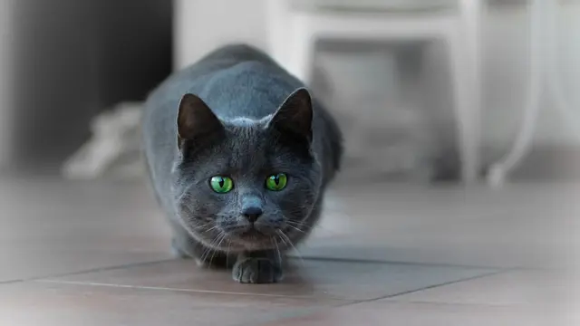 5 Aksi Lucu yang Dilakukan Kucing, Ternyata ada Alasan Ilmiahnya