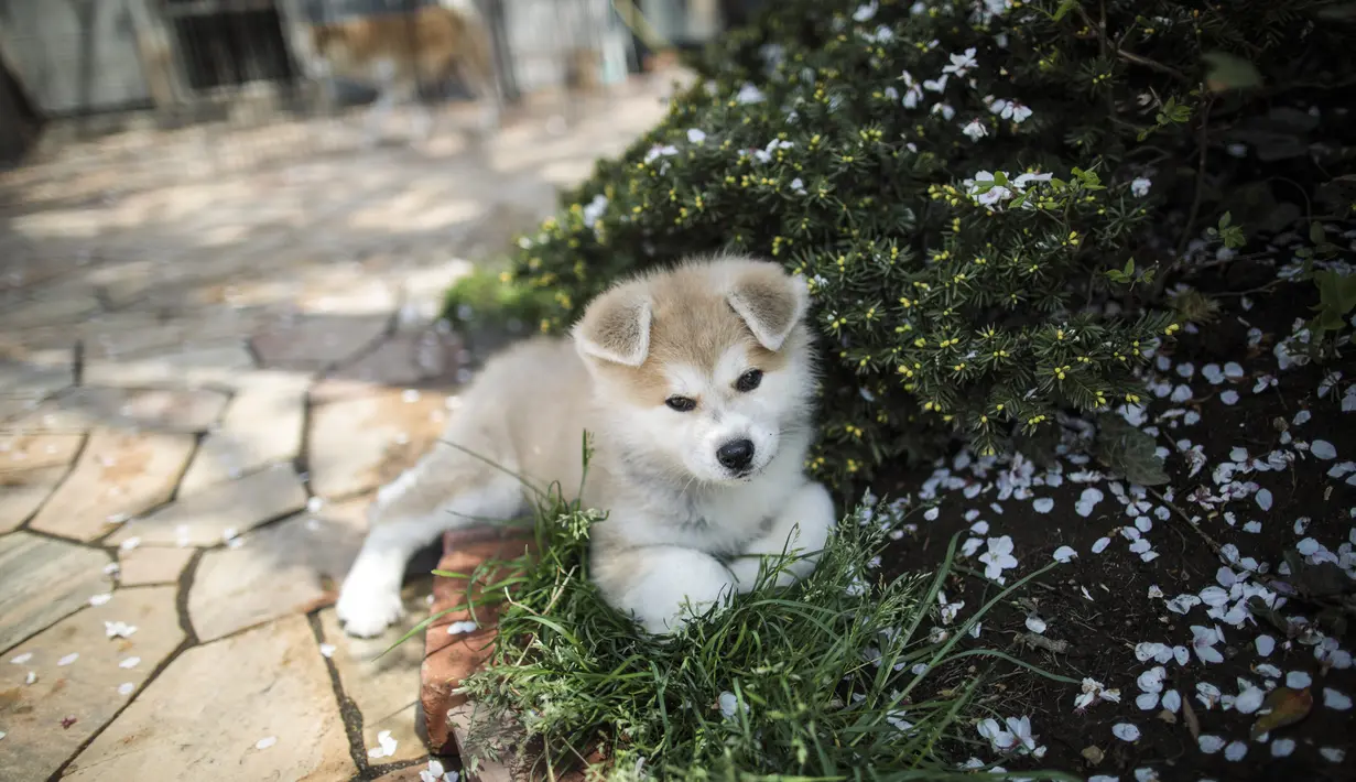 Seekor anjing Akita sedang beristirahat di pusat penampungan di Takasaki, Prefektur Gunma, Jepang (3/4). Presiden Rusia, Vladimir Putin pun memiliki anjing Akita yang diberi nama Yume. (AFP/Behrouz Mehri)