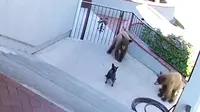Tanpa takut, seekor anjing French Bulldog mengusir 2 ekor beruang dari halaman rumah. Sumber: Youtube.