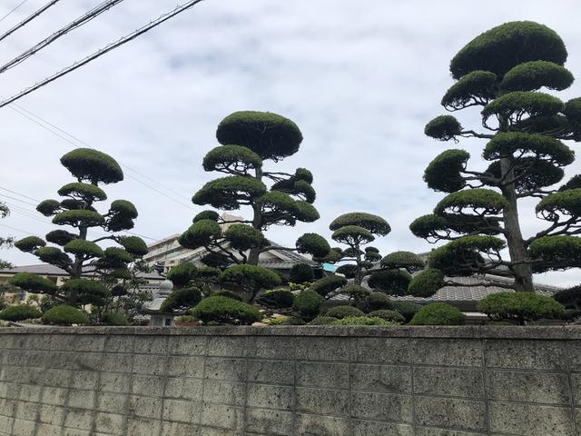 Beringin Korea (Ficus Compacta), Rimbun Tanpa Sampah
