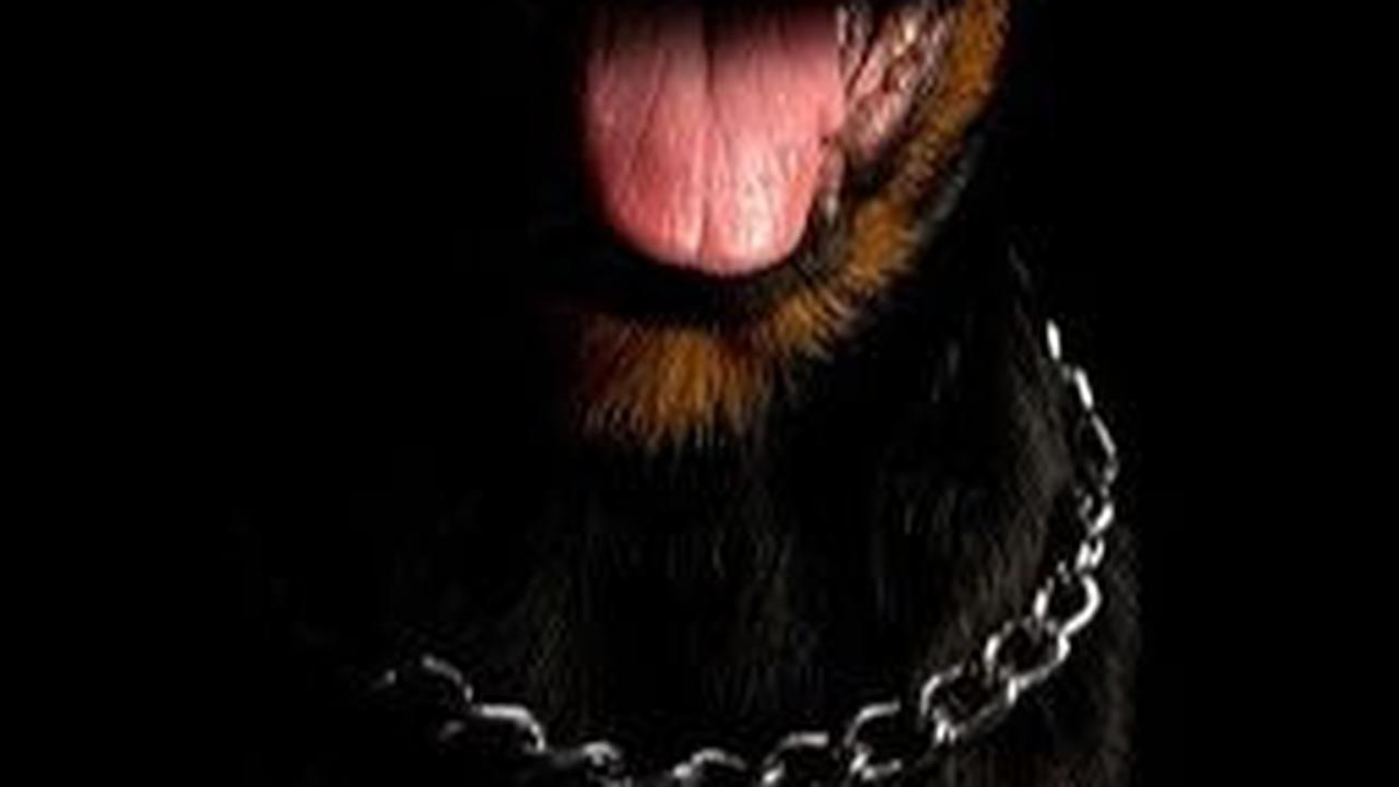 3. Anjing