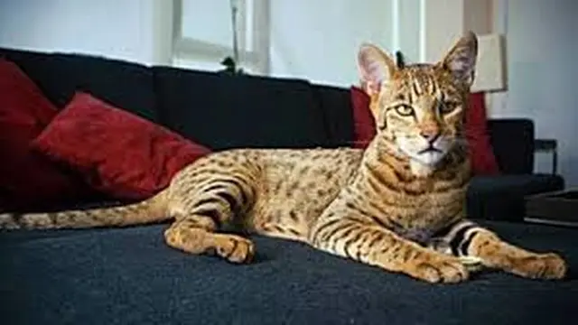 Daftar 5 Kucing Termahal di Dunia, Harga Miliaran Rupiah Jadi Sorotan