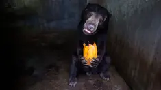 Seekor beruang memakan pepaya sumbangan di kandang Kebun Binatang Medan, Sumatera Utara pada 30 April 2020. Manajemen kebun binatang berusaha mencari sumbangan uang dan makanan untuk kebutuhan satwa setelah tidak adanya pemasukan semenjak ditutup terkait pandemi COVID-19. (AP/Binsar Bakkara)