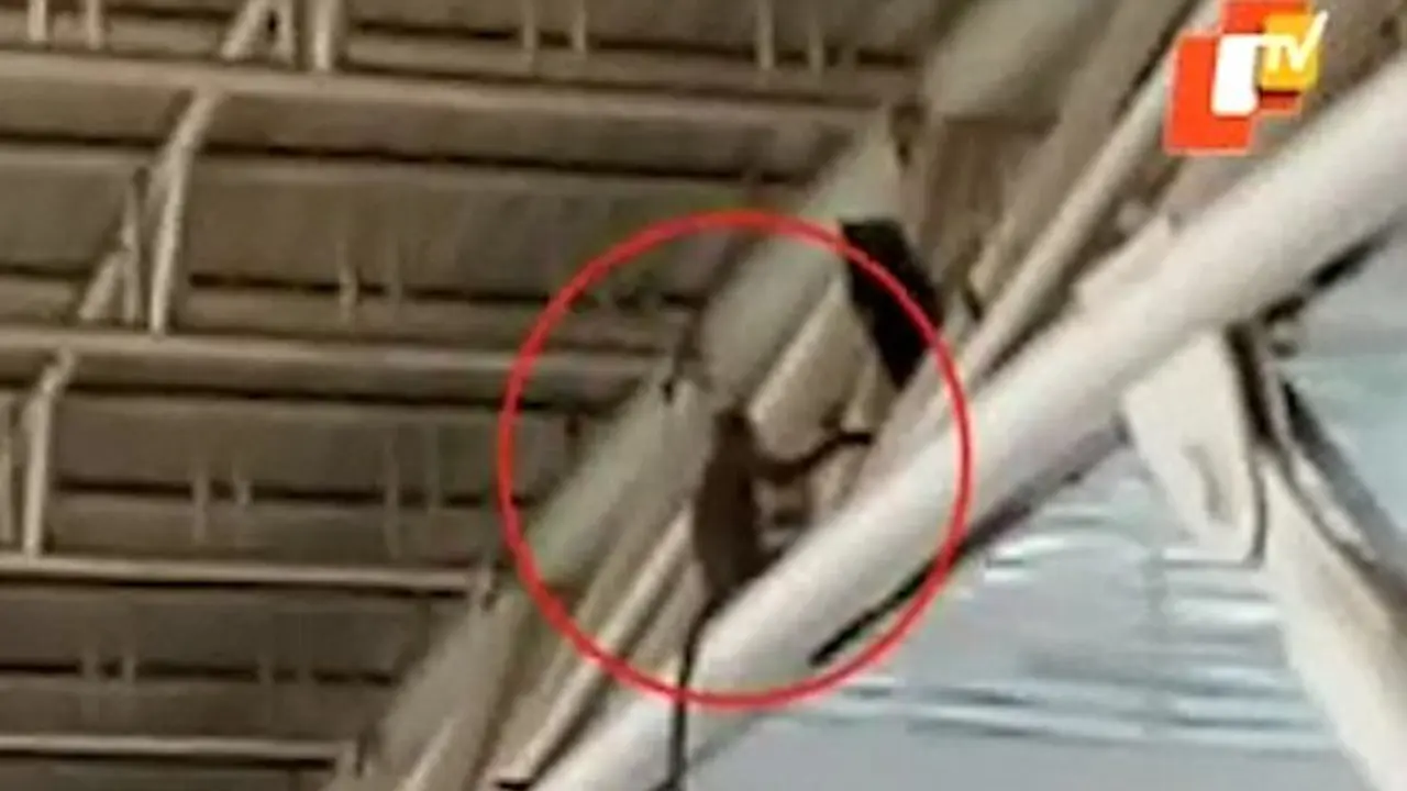 Penerbangan di Bandara Ini Kacau, karena Monyet Berkeliaran