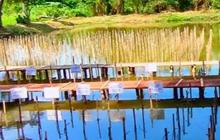 Melestarikan Hutan Mangrove di Pesisir Jakarta