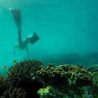 Eksotisme Surga Bawah Laut Jawa Timur, Rumah Terumbu Karang dan Anemon Laut yang Bikin Betah Penyelam