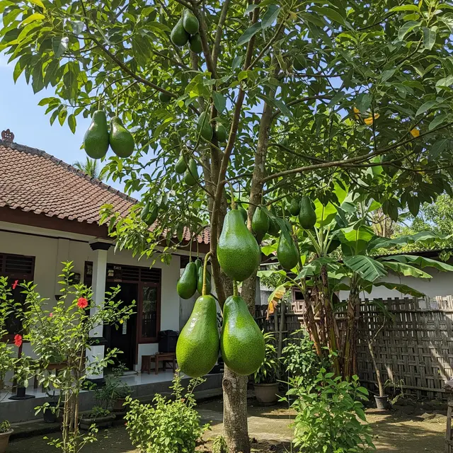 Alpukat Kendil