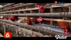 Dalam sebuah video rekaman milik warga, terlihat seorang pria bernama Suparni warga Kabupaten Magetan, Jawa Timur, sedang membuang-buang ratusan butir telur ayam di kebun. Namun, salah seorang karyawannya juga turut membuang telur.