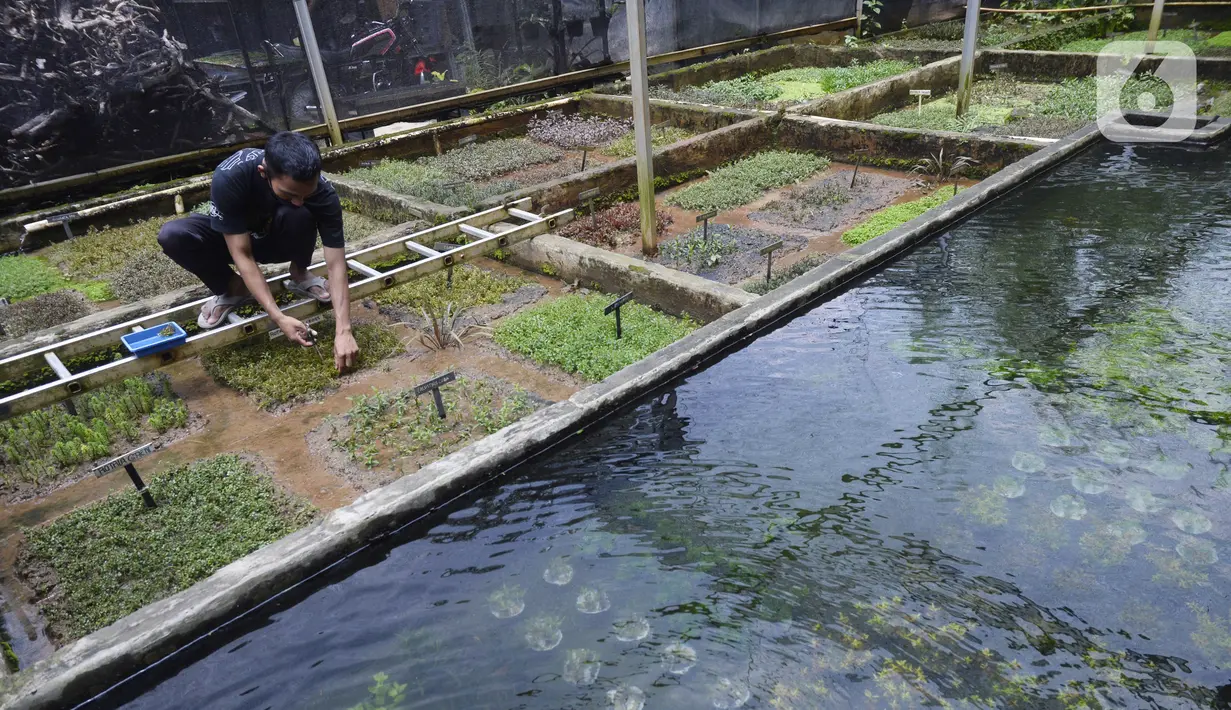 Pekerja memilih tanaman saat menyelesaikan pembuatan aquascape air tawar di Nickz Aquascape, Serpong, Tangerang Selatan, Banten, Selasa (20/10/2020). Aquascape yang tersedia dalam berbagai ukuran tersebut dijual dengan harga Rp 8,5 juta hingga Rp 350 juta. (merdeka.com/Dwi Narwoko)