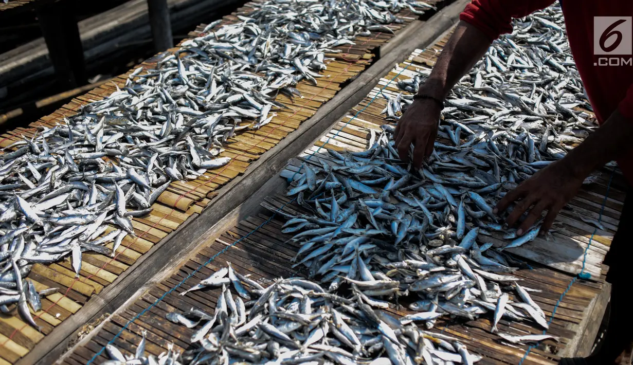 Pekerja menjemur ikan saat proses pengasinan di kawasan Muara Angke, Jakarta, Senin (26/11). Nelayan mengaku produksi ikan asin di muara angke mengalami penurunan, disebabkan terhambatnya proses pengeringan di musim hujan. (Liputan6.com/Faizal Fanani)
