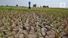 Harus Bersiap, Sederet Ancaman Serius El Nino
