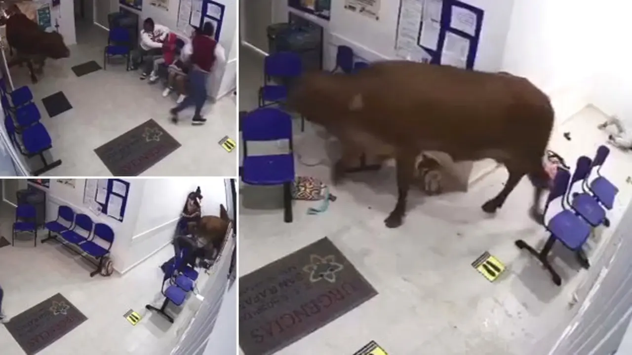 sapi masuk ke rumah sakit