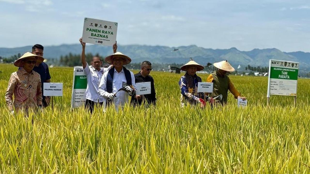 Panen Raya Baznas Tingkatkan Kesejahteraan Petani di Polewali Mandar