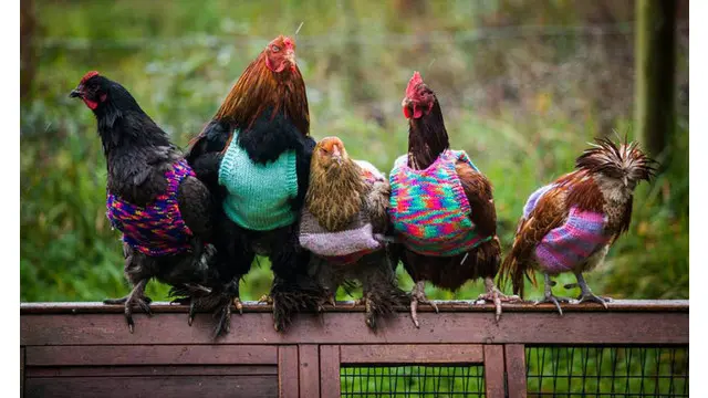 Ayam-ayam ini terlalu lama di kandang, sehingga sulit menyesuaikan diri dengan suasana luar.