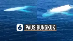 Fenomena menakjubkan saat penampakan paus bungkuk putih muncul di atas permukaan laut.