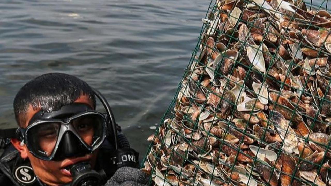 Relawan pencinta lingkungan saat akan meletakkan filter kerang hijau di Taman Impian Jaya Ancol, Jakarta, Minggu (28/4/2024). Foto: Liputan6.com / Angga Yuniar