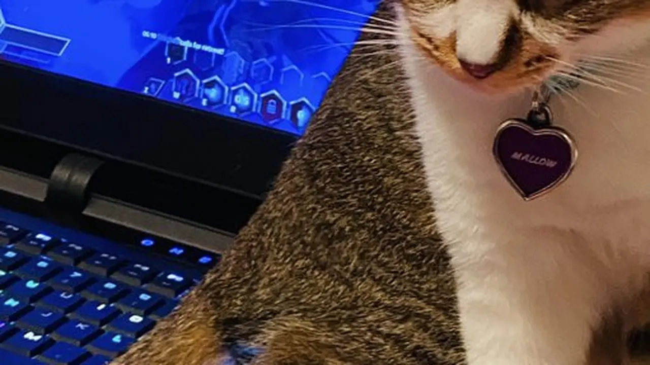 6 Potret Kucing Ganggu Majikan Main Game Ini Bikin Senyum Tipis