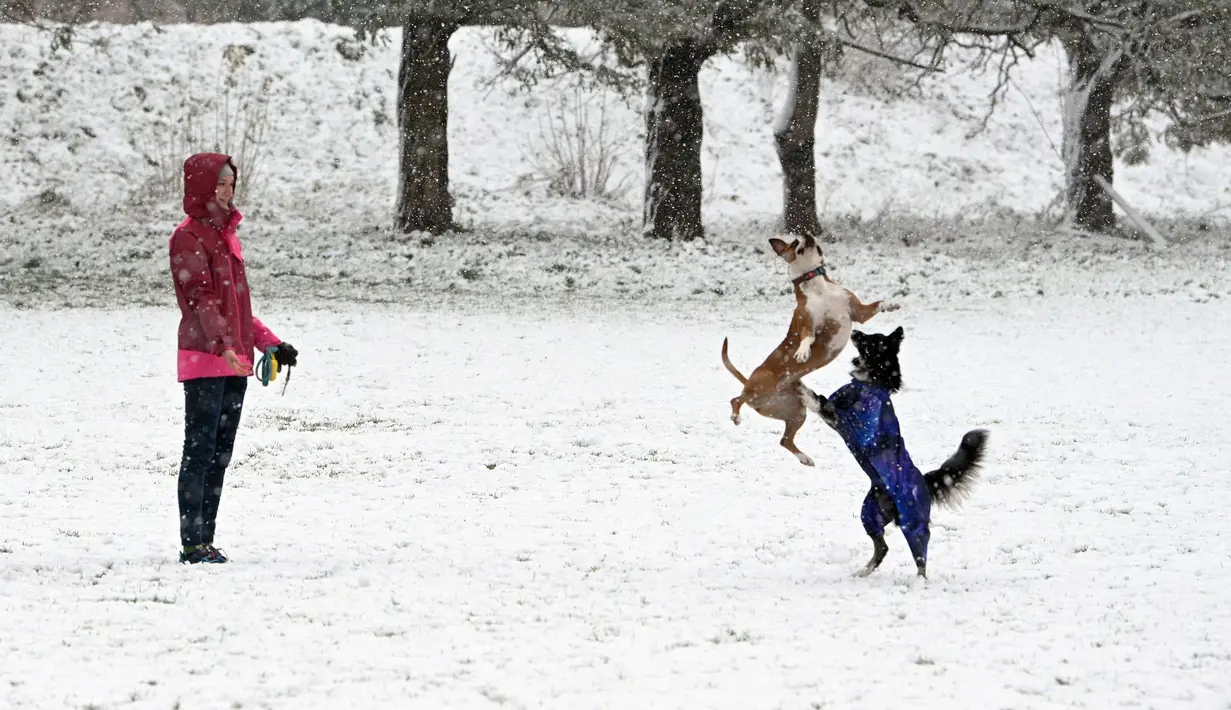 Seorang wanita melihat anjing bermain di taman saat salju pertama turun di Kota Lviv, Ukraina, 17 November 2022. Salju pertama musim ini turun di tengah invasi Rusia ke Ukraina. (YURIY SEMCHYSHYN/AFP)