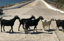 Bikin Heboh, Kambing Ikut Lomba Maraton Diteriaki Penonton Sampai Finish Dapat Medali
