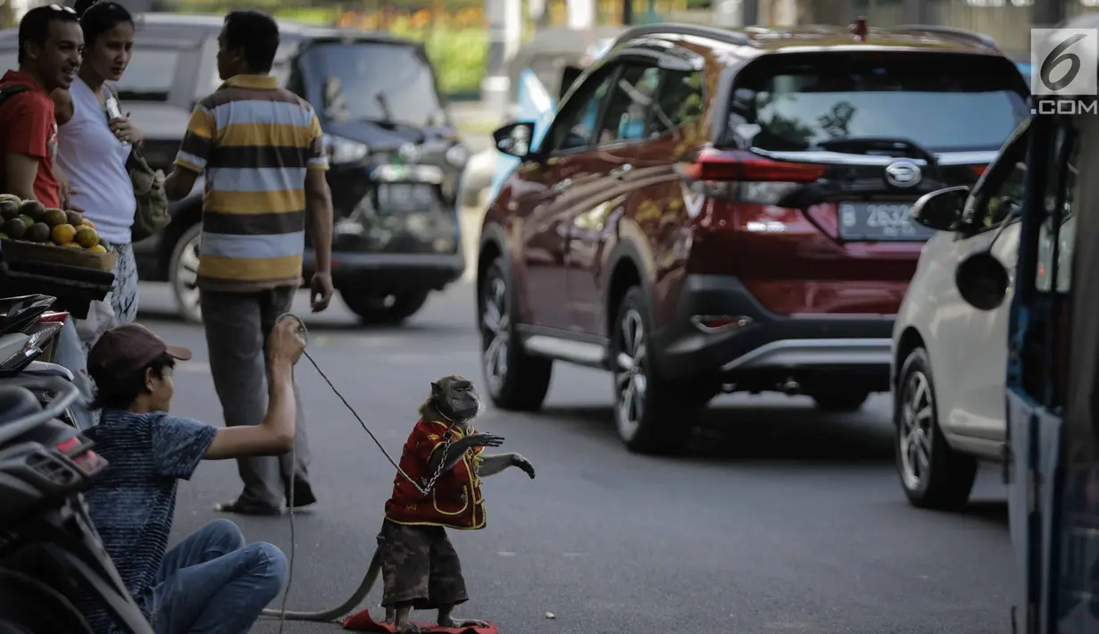 Seekor monyet melakukan aksi untuk menghibur pengguna jalan di kawasan Abdul Rachman Saleh, Jakarta, Sabtu (31/3). Meski pertunjukan ini dikritik pecinta hewan, namun atraksi topeng monyet masih dijumpai di pinggir jalan. (Liputan6.com/Faizal Fanani)