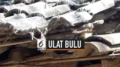 Tiga desa di Pasuruan, Jawa Timur mendapat serangan hama ulat bulu. Hal ini membuat warga kewalahan dan mereka minta pemerintah mengatasi masalah ini.