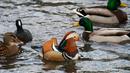 Bebek mandarin berenang di antara bebek-bebek lain di sebuah kolam di Central Park, New York, Selasa (27/11). Bebek langka tersebut mencuri perhatian karena warna bulunya tampak unik dan berbeda dari bebek yang ada di New York. (Don EMMERT / AFP)