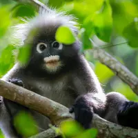 Ilustrasi Monyet/Credit: pexels.com/Erik