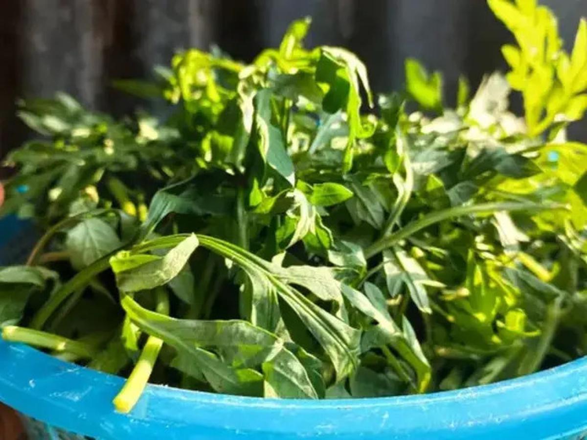 Ragam Tanaman Obat yang Tumbuh di Sekitar Kita, Ampuh Atasi Berbagai Penyakit