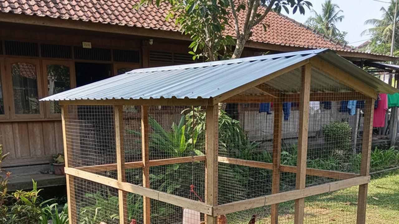7 Ide Kandang Ternak Ayam 2x2 di Halaman Belakang untuk Ketahanan Pangan Keluarga