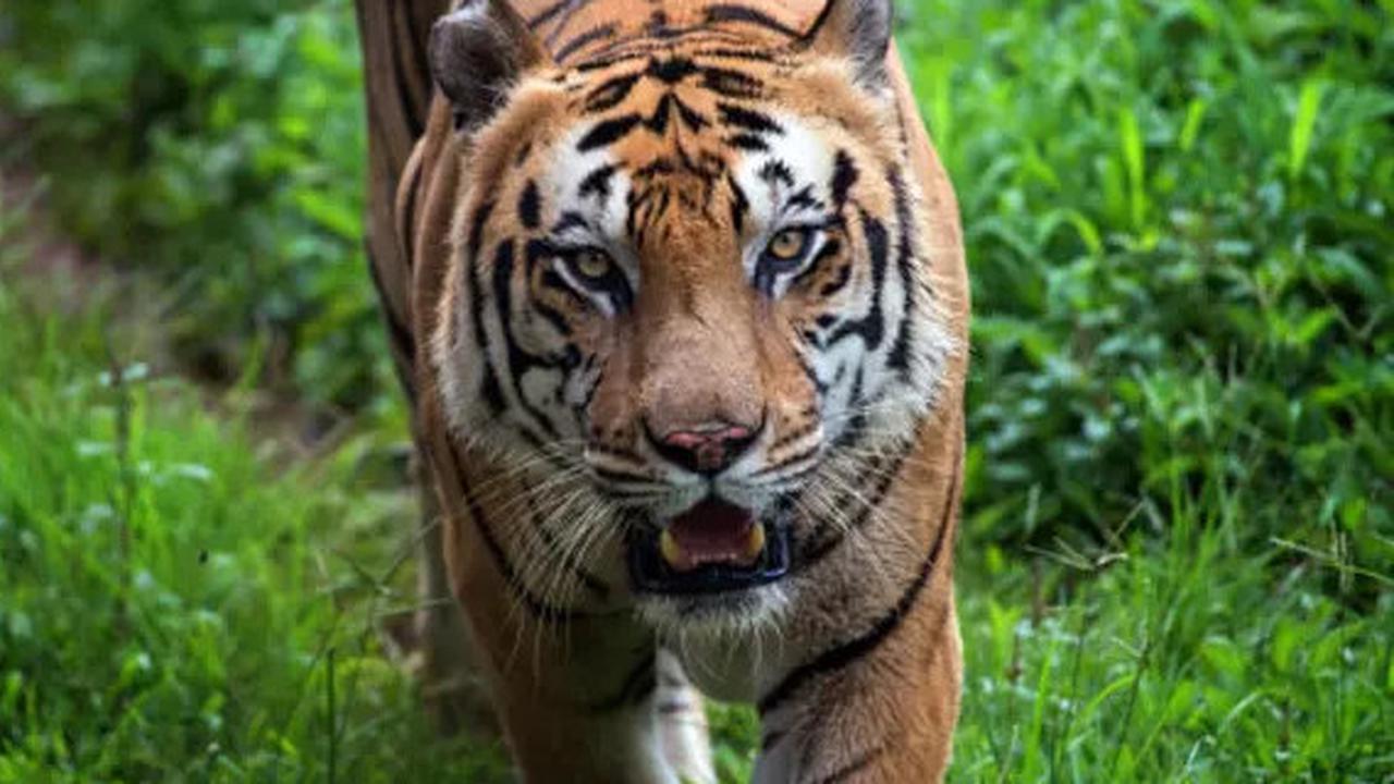 Kebun Binatang Ini Jual Air Kencing Harimau yang Diyakini Bisa Sembuhkan Rematik